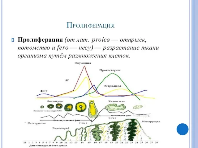 Пролиферация Пролиферация (от лат. proles — отпрыск, потомство и fero — несу)