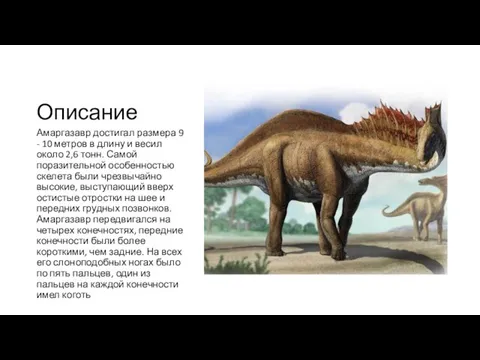 Описание Амаргазавр достигал размера 9 - 10 метров в длину и весил