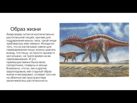 Образ жизни Амаргазавр питался исключительно растительной пищей, причем для поддержания массы тела,