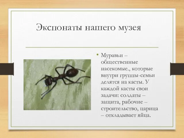 Экспонаты нашего музея Муравьи – общественные насекомые., которые внутри группы-семьи делятся на