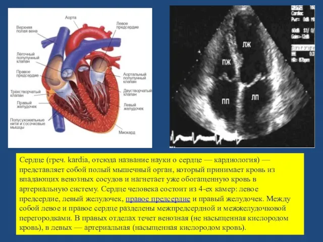 Сердце (греч. kardia, отсюда название науки о сердце — кардиология) — представляет