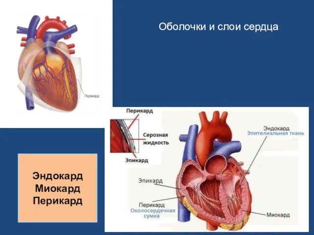 Оболочки и слои сердца Эндокард Миокард Перикард