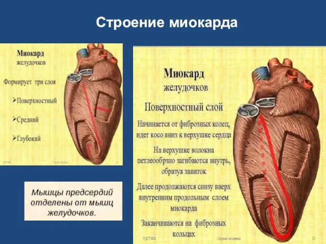 Строение миокарда