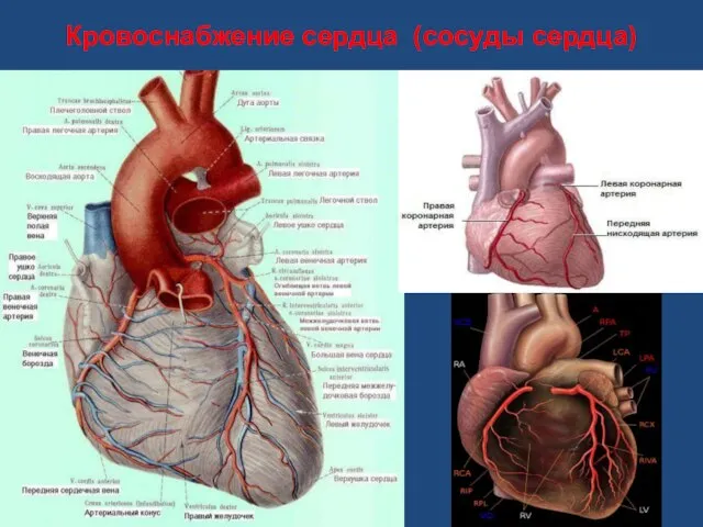 Кровоснабжение сердца (сосуды сердца)