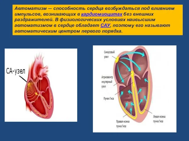 Автоматизм — способность сердца возбуждаться под влиянием импульсов, возникающих в кардиомиоцитах без