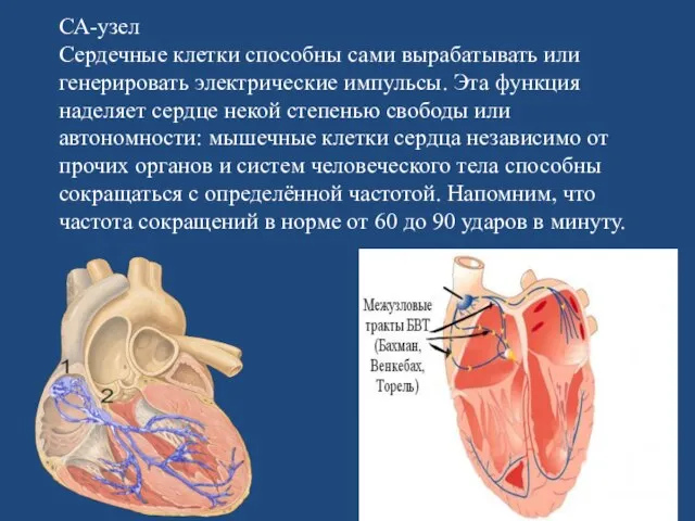 СА-узел Сердечные клетки способны сами вырабатывать или генерировать электрические импульсы. Эта функция