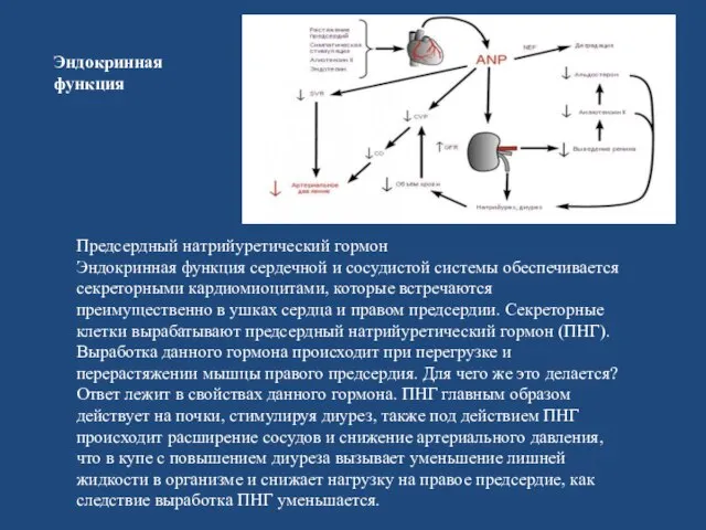 Эндокринная функция Предсердный натрийуретический гормон Эндокринная функция сердечной и сосудистой системы обеспечивается