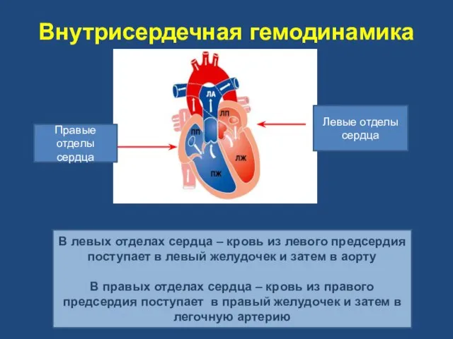 Внутрисердечная гемодинамика В левых отделах сердца – кровь из левого предсердия поступает