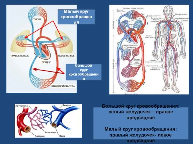 большой круг кровообращения Малый круг кровообращения Большой круг кровообращения: левый желудочек –