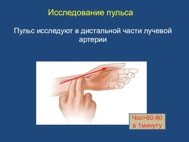 Пульс исследуют в дистальной части лучевой артерии Исследование пульса Чсс=60-80 в 1минуту