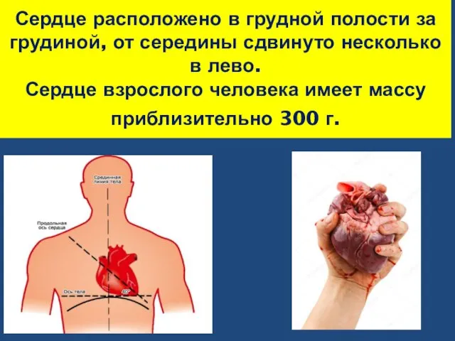 Сердце расположено в грудной полости за грудиной, от середины сдвинуто несколько в