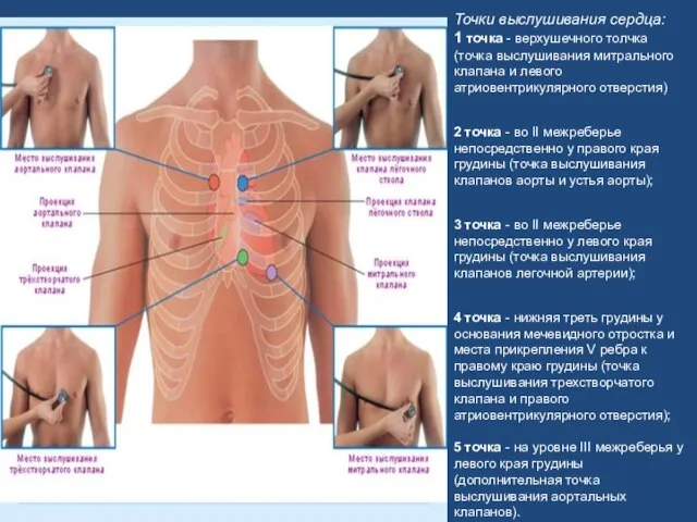 Точки выслушивания сердца: 1 точка - верхушечного толчка (точка выслушивания митрального клапана