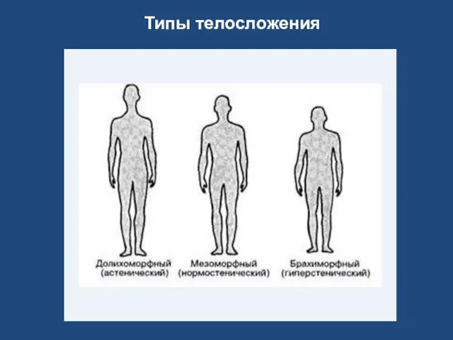 Типы телосложения