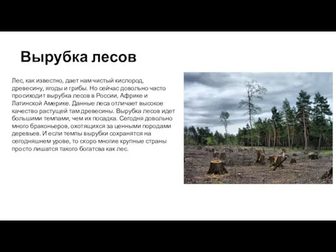 Вырубка лесов Лес, как известно, дает нам чистый кислород, древесину, ягоды и