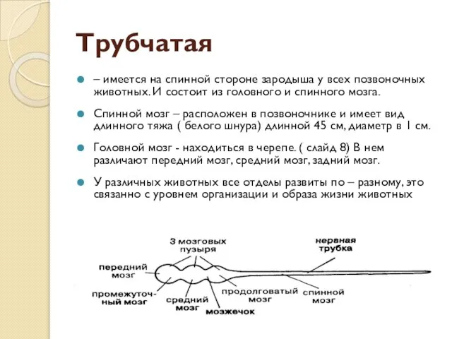 Трубчатая – имеется на спинной стороне зародыша у всех позвоночных животных. И