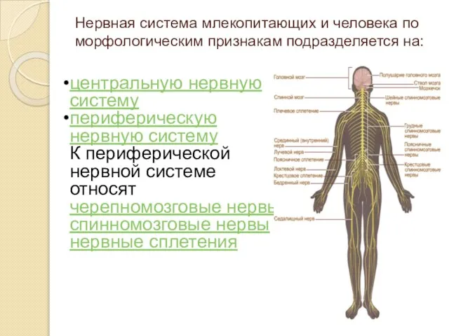 Нервная система млекопитающих и человека по морфологическим признакам подразделяется на: центральную нервную