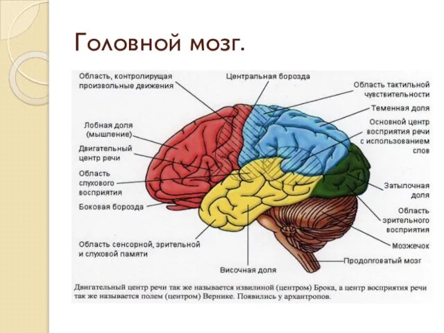 Головной мозг.