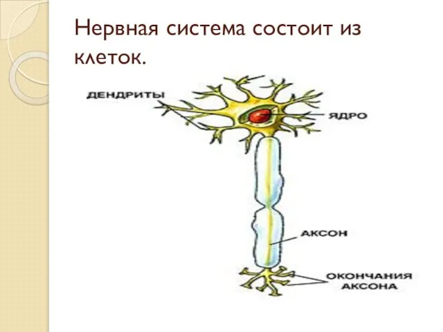 Нервная система состоит из клеток.