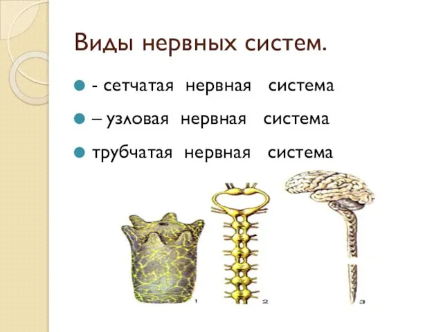 Виды нервных систем. - сетчатая нервная система – узловая нервная система трубчатая нервная система