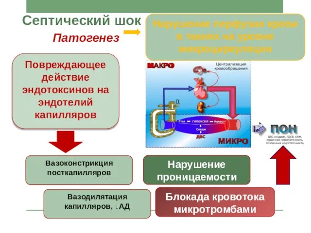 Септический шок Патогенез Вазоконстрикция посткапилляров Вазодилятация капилляров, ↓АД Нарушение проницаемости Блокада кровотока