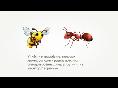 У пчёл и муравьёв нет половых хромосом: самки развиваются из оплодотворённых яиц,