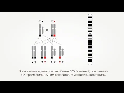 В настоящее время описано более 370 болезней, сцепленных с Х-хромосомой. К ним относится, гемофилия, дальтонизм.
