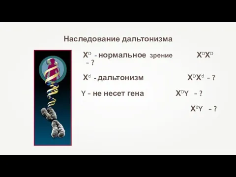 Наследование дальтонизма ХD - нормальное зрение ХDХD - ? Хd - дальтонизм