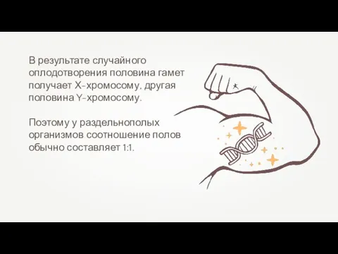 В результате случайного оплодотворения половина гамет получает Х-хромосому, другая половина Y-хромосому. Поэтому