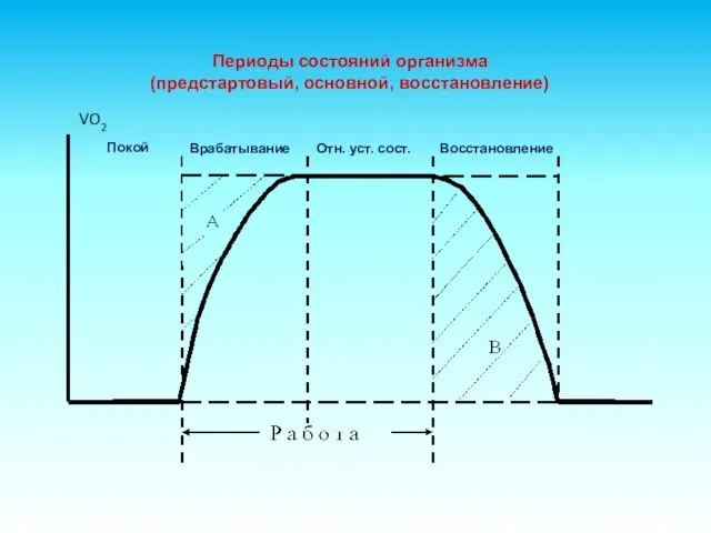 Периоды состояний организма (предстартовый, основной, восстановление)