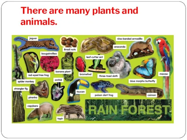 There are many plants and animals.