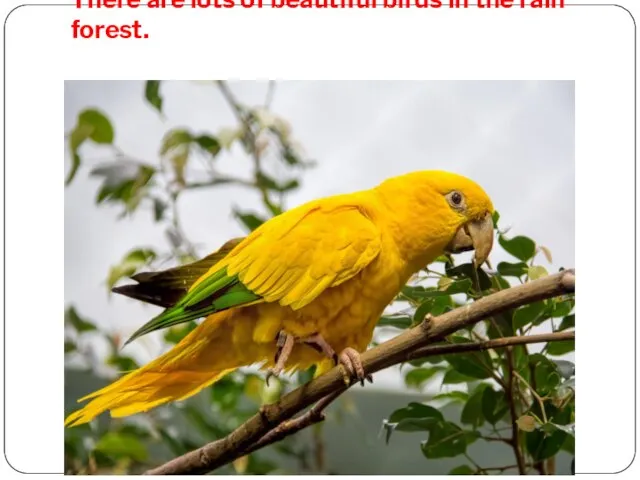 There are lots of beautiful birds in the rain forest.