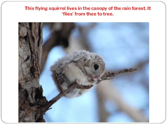 This flying squirrel lives in the canopy of the rain forest. It