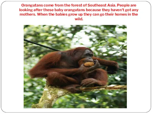 Orangutans come from the forest of Southeast Asia. People are looking after