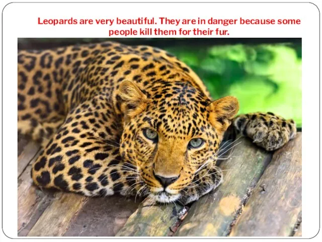 Leopards are very beautiful. They are in danger because some people kill them for their fur.