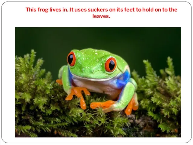 This frog lives in. It uses suckers on its feet to hold on to the leaves.