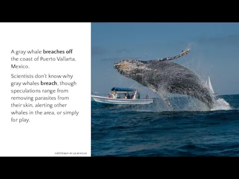 PHOTOGRAPH BY LEA WHEELER A gray whale breaches off the coast of