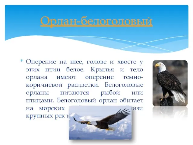 Оперение на шее, голове и хвосте у этих птиц белое. Крылья и