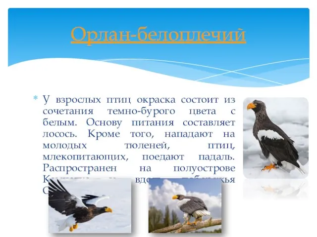 У взрослых птиц окраска состоит из сочетания темно-бурого цвета с белым. Основу