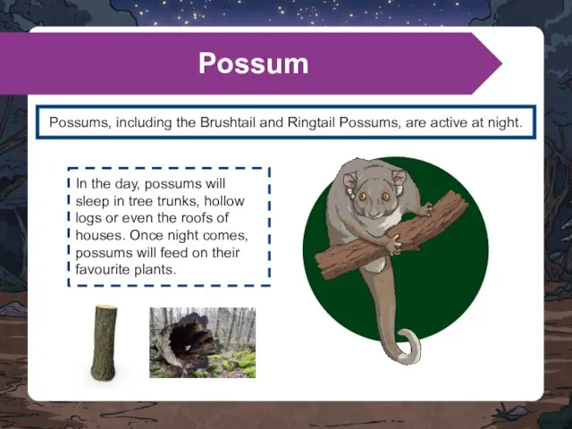 Possums, including the Brushtail and Ringtail Possums, are active at night. Possum