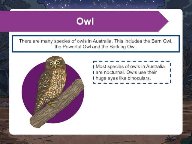 There are many species of owls in Australia. This includes the Barn
