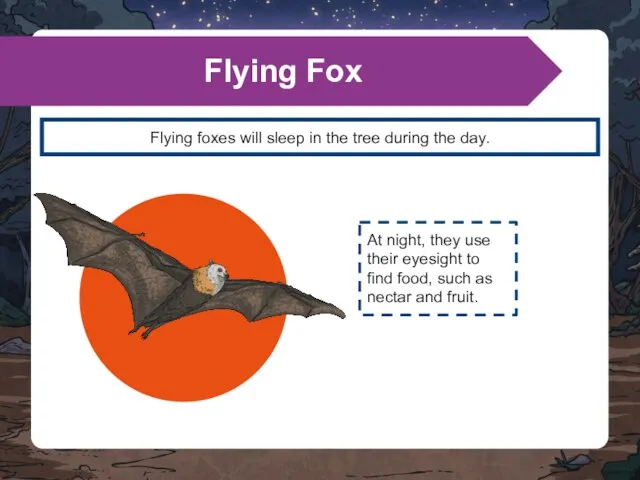 Flying foxes will sleep in the tree during the day. Flying Fox