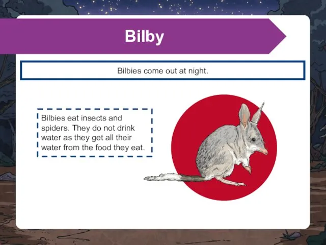 Bilbies come out at night. Bilby Bilbies eat insects and spiders. They