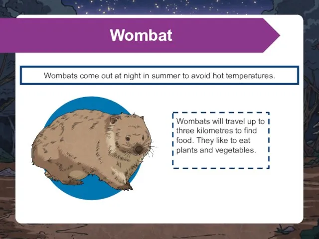 Wombats come out at night in summer to avoid hot temperatures. Wombat