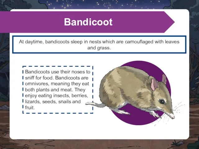 At daytime, bandicoots sleep in nests which are camouflaged with leaves and