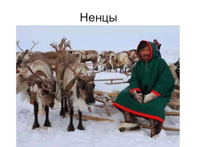 Ненцы