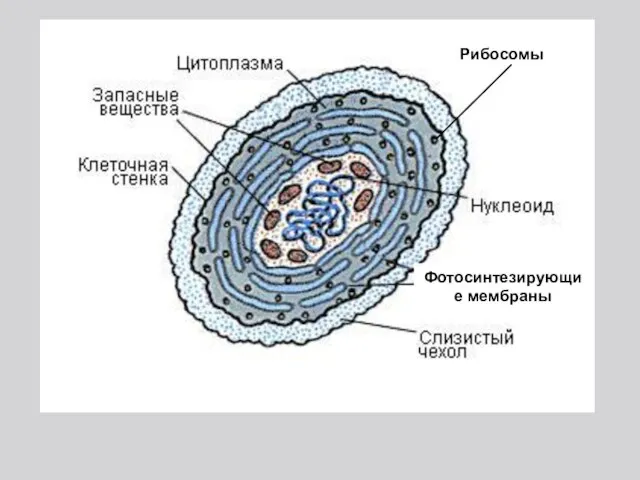 Фотосинтезирующие мембраны Рибосомы