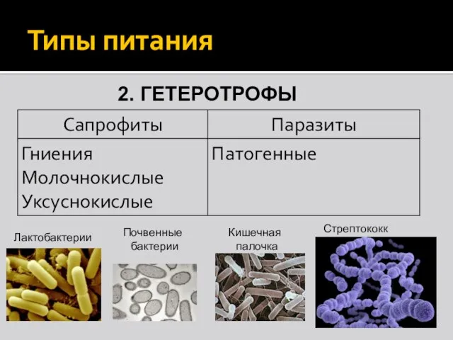 Типы питания 2. ГЕТЕРОТРОФЫ Лактобактерии Стрептококк Кишечная палочка Почвенные бактерии