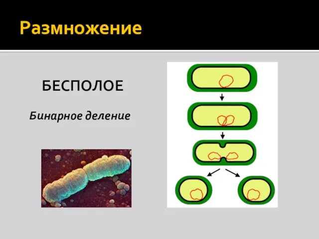 Размножение БЕСПОЛОЕ Бинарное деление