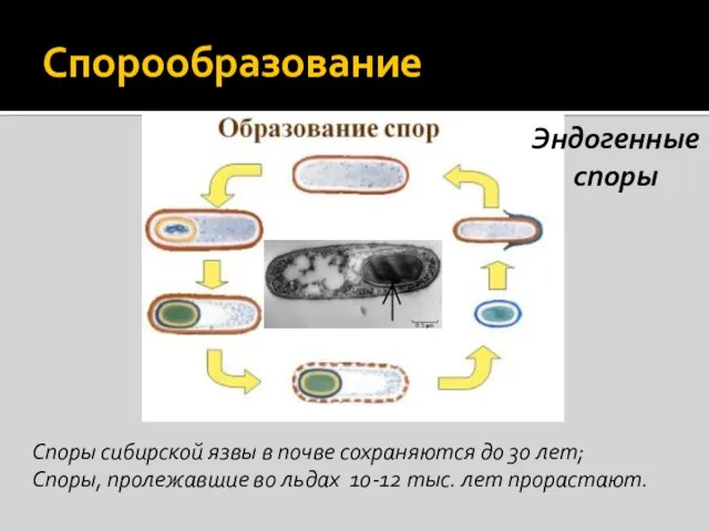 Спорообразование Споры сибирской язвы в почве сохраняются до 30 лет; Споры, пролежавшие