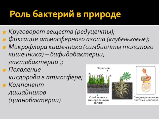 Роль бактерий в природе Круговорот веществ (редуценты); Фиксация атмосферного азота (клубеньковые); Микрофлора